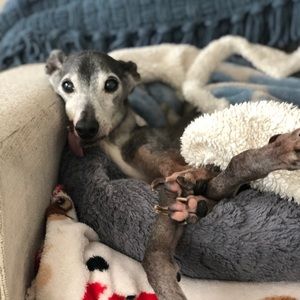 Meet your Posher, Lindsey